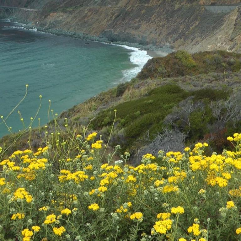 Ein weitreichender Blick über eine Küste, der einen Blumenwiesen-Vordergrund, einen grünen Klippenabhang und das Blau des Ozeans zeigt.