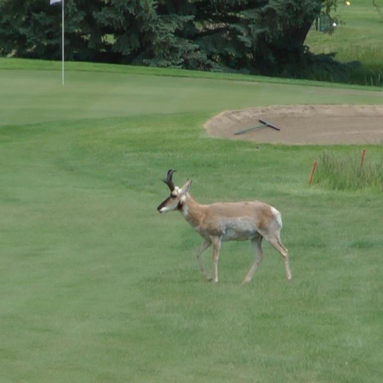 Ein Reh steht auf einem Golfplatz.