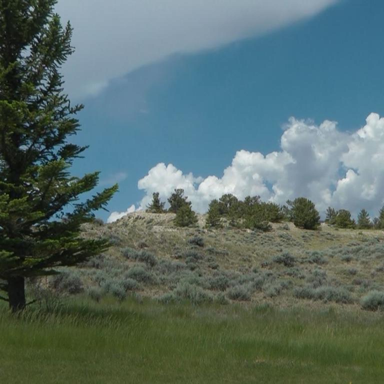 Ein großer Nadelbaum steht auf einer Wiese vor sanften, mit niedriger Vegetation bedeckten Hügeln unter einem blauen Himmel mit weißen Wolken.