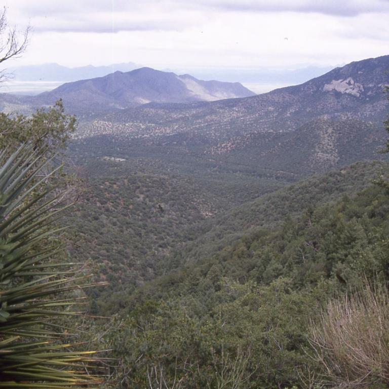 Panoramablick von einem bewaldeten Hang auf eine weitläufige Küstenlandschaft mit Bergketten im Hintergrund.