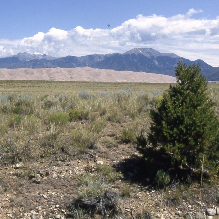 Eine weite Landschaft mit Savannenvegetation, einem einzelnen Nadelbaum im Vordergrund und einer Bergkette am Horizont unter blauem Himmel.