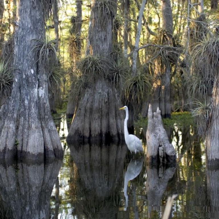 Ein weißer Reiher steht inmitten großer, baumartiger Pflanzen mit prominenten Wurzeln, die in stehendem Wasser wachsen.