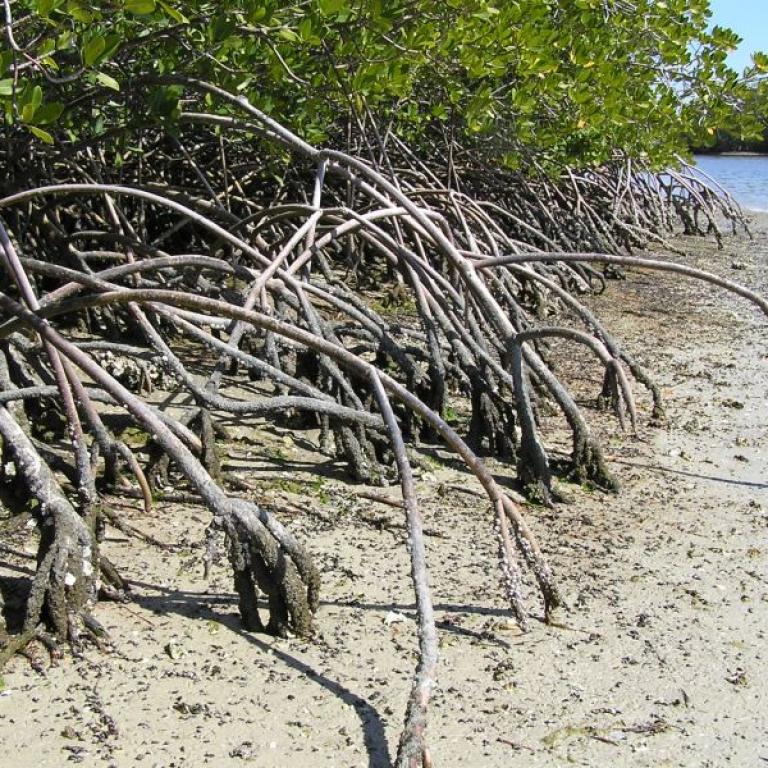 Ausgeprägte Wurzelstrukturen von Mangroven, die den feuchten Sand eines Küstenstreifens durchziehen.