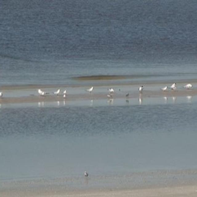 Über einem ruhigen Gewässer, das von einem Strand begrenzt wird, sind mehrere kleine Vögel zu sehen.
