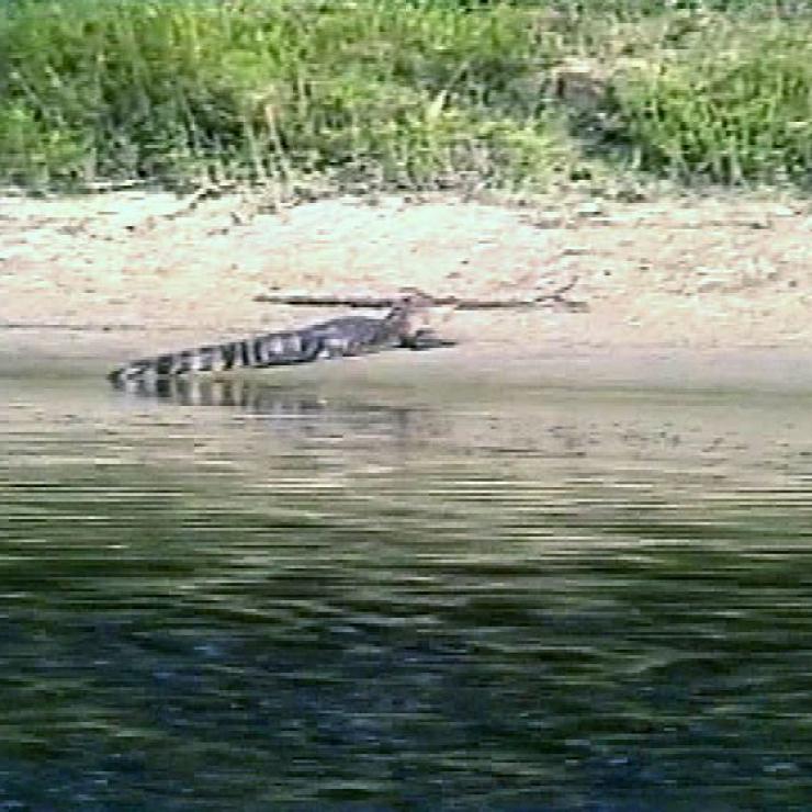 Ein dunkles Reptil liegt an einem sandigen Ufer, das von Wasser und dichtem Grün umgeben ist.