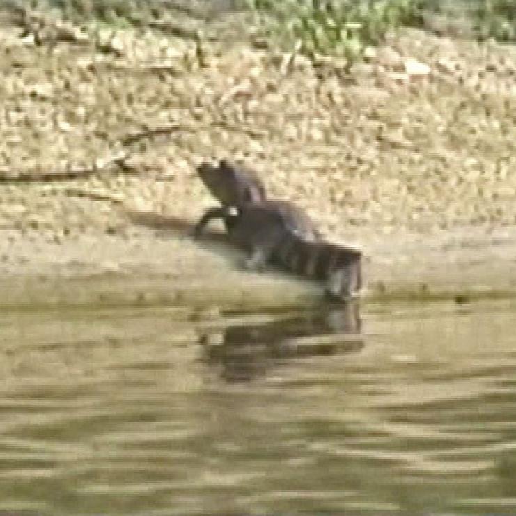 Ein dunkler Hund watelt im flachen Wasser eines Gewässers.