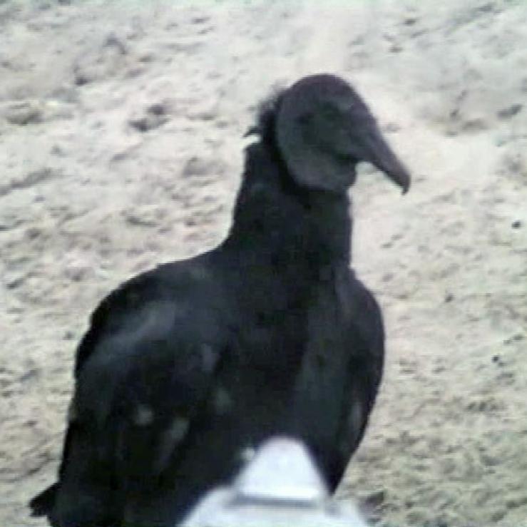 Ein großer schwarzer Vogel, möglicherweise ein Rabe, steht vor einem unscharfen, staubigen Hintergrund.