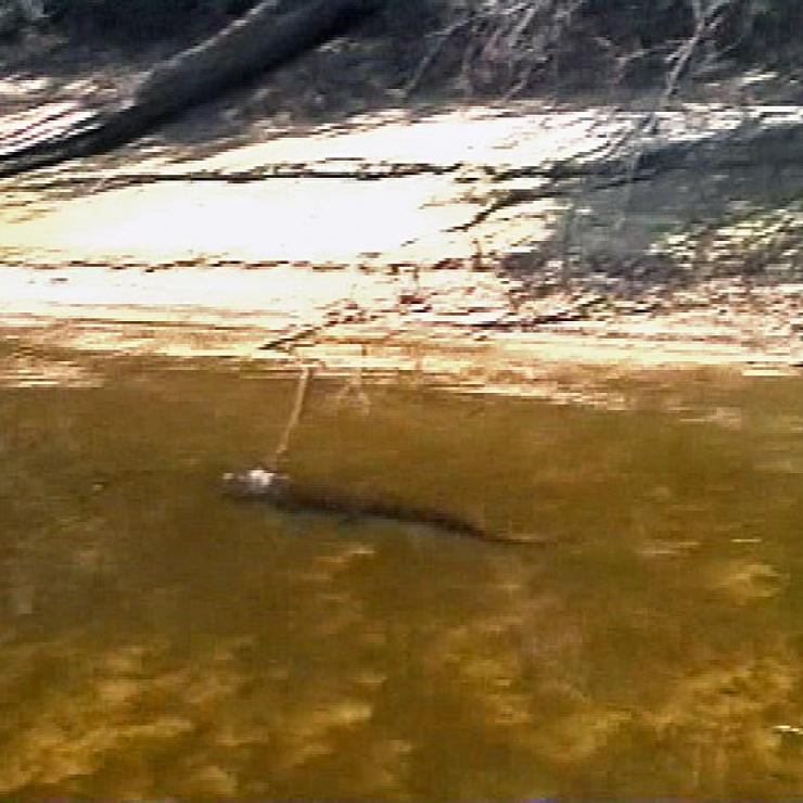 Trübes, braunes Gewässer mit Schattenwurf von Bäumen und einem dunklen, langgestreckten Objekt im Wasser.