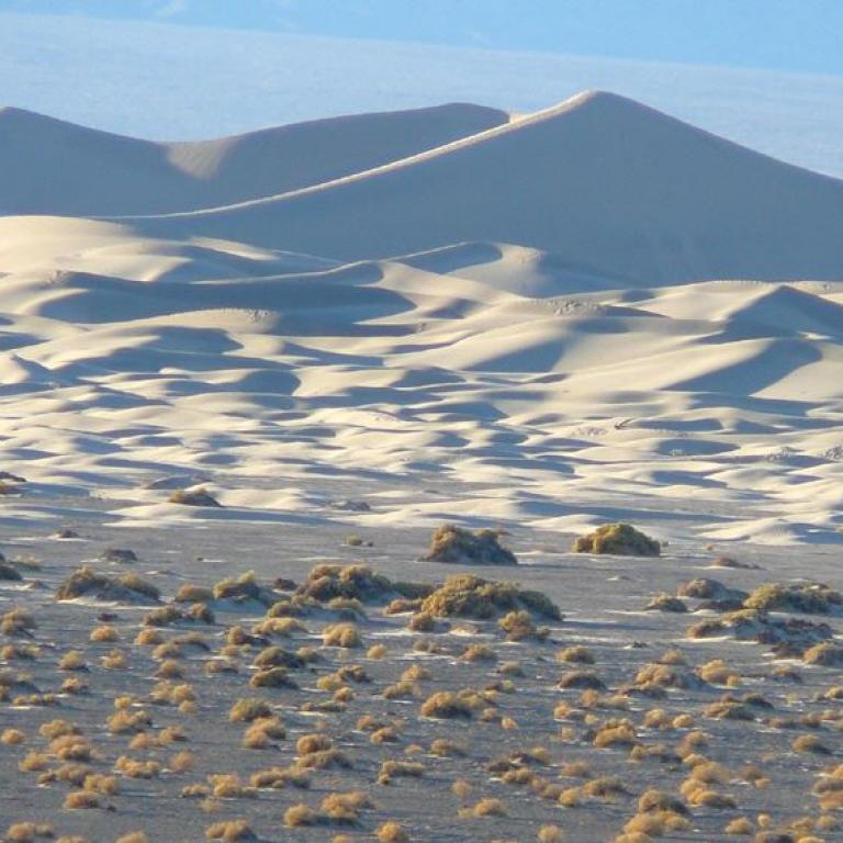 Wüste mit großen Sanddünen im Hintergrund und spärlicher Vegetation im Vordergrund