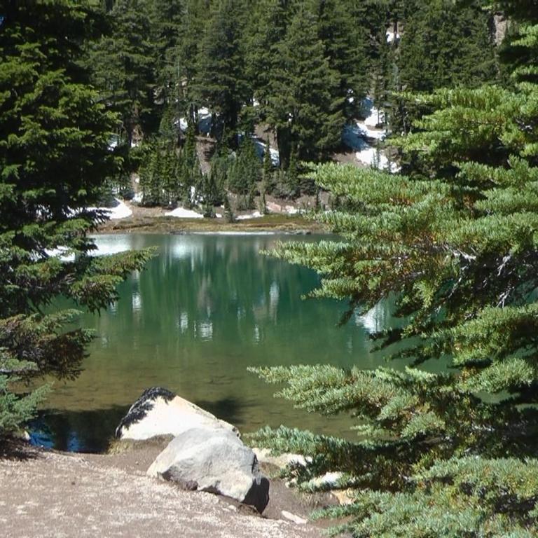 Blick auf einen ruhigen, grünen Waldsee, eingerahmt von dichtem Nadelwald.