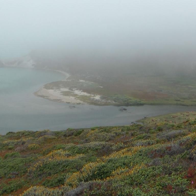 Nebelverhangene Küstenansicht mit Meer, sandigem Ufer und dichtem Grün im Vordergrund.