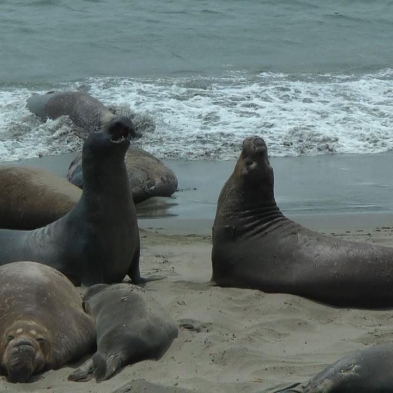 Eine Gruppe von Seelöwen ruht auf einem Sandstrand direkt am Meer.