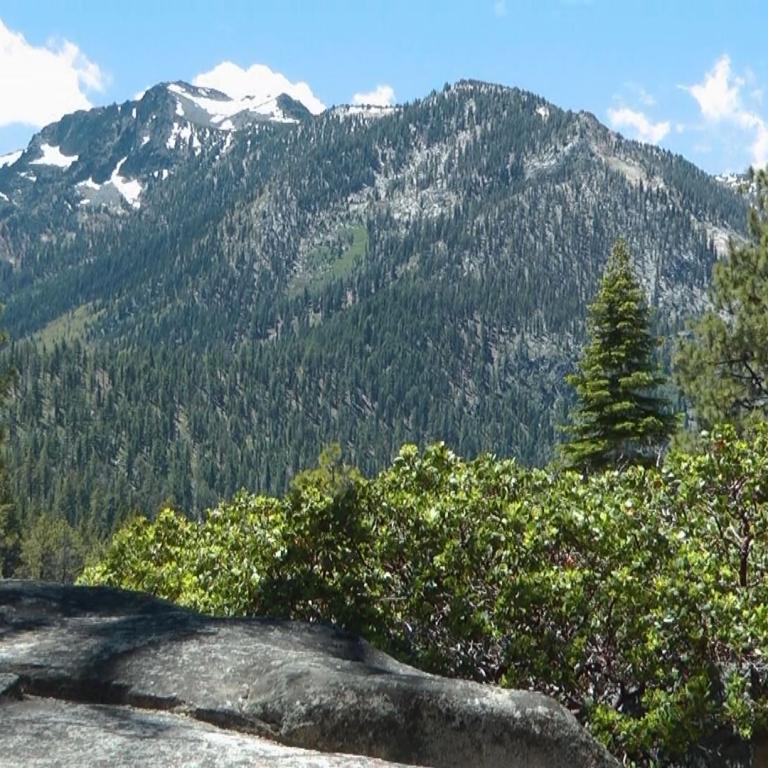 Panoramablick auf ein schneebedecktes, dicht bewaldetes Gebirge vor einem Vordergrund aus Felsen und Büschen.