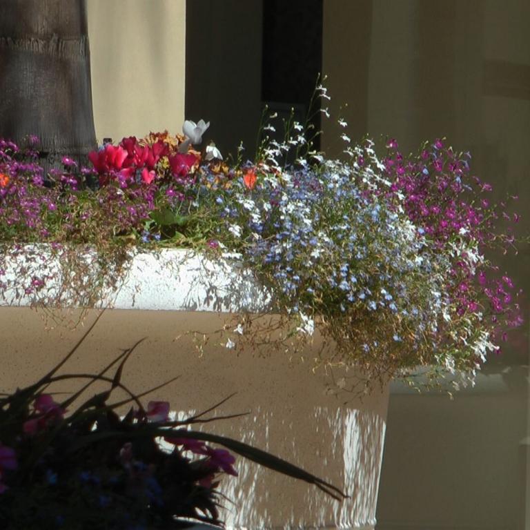 Ein buntes Blumenbeet vor einem dunklen Sockel und einer hellen Gebäudefassade.