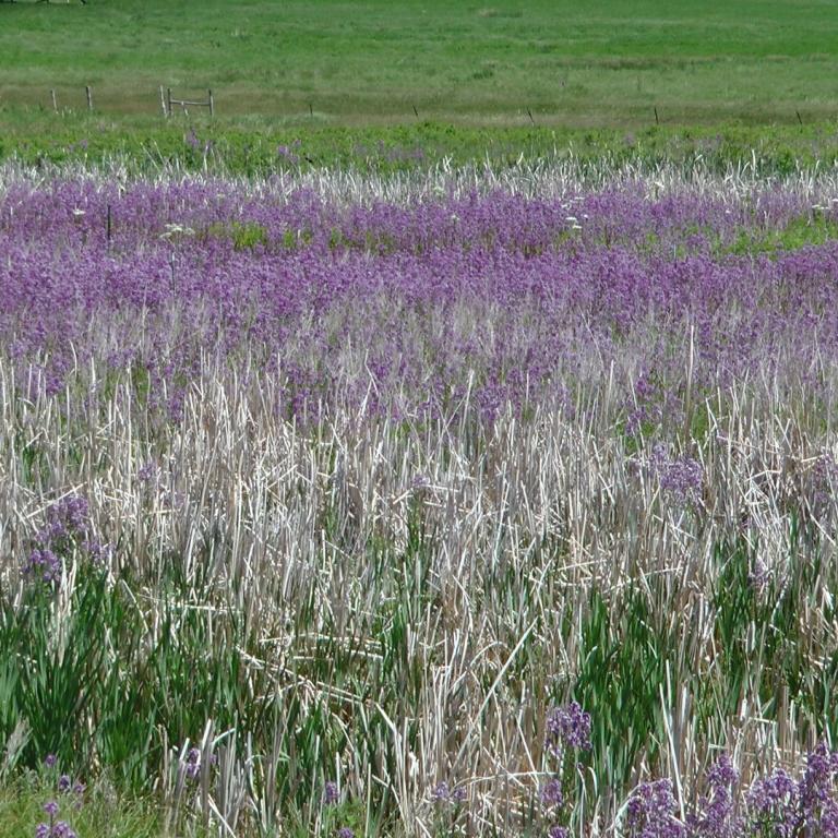 Eine ländliche Szene mit einer blühenden Wiese aus violetten Blumen und hohem Gras, die auf ein grünes Feld trifft.