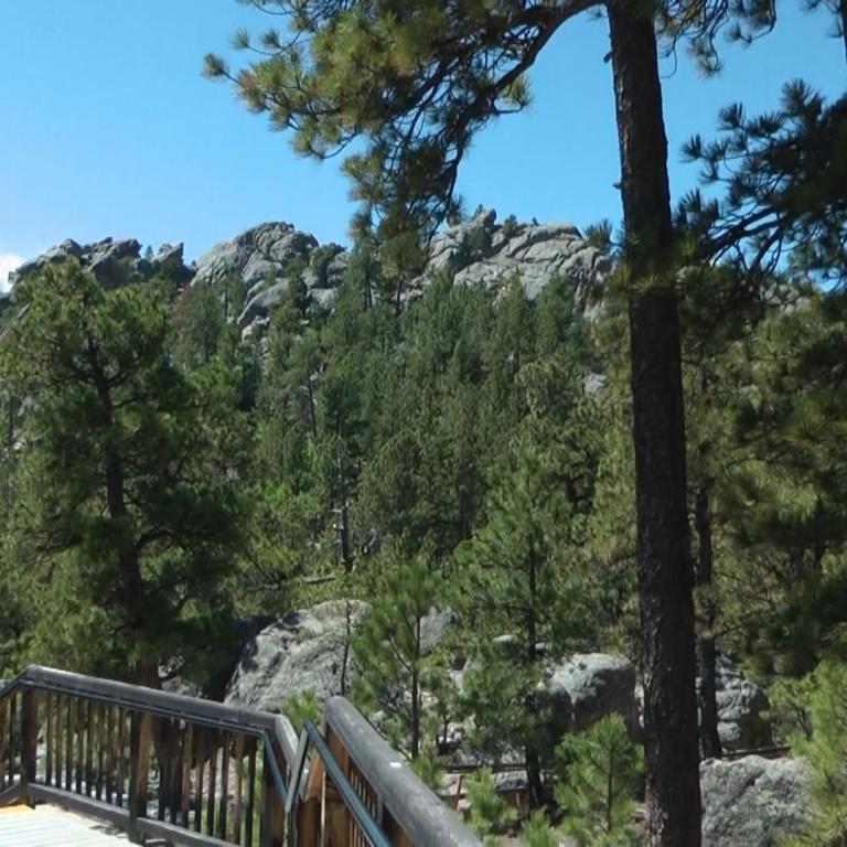 Panoramaaufnahme eines Waldweges mit Holzsteg, felsigem Untergrund und dichtem Baumbestand.