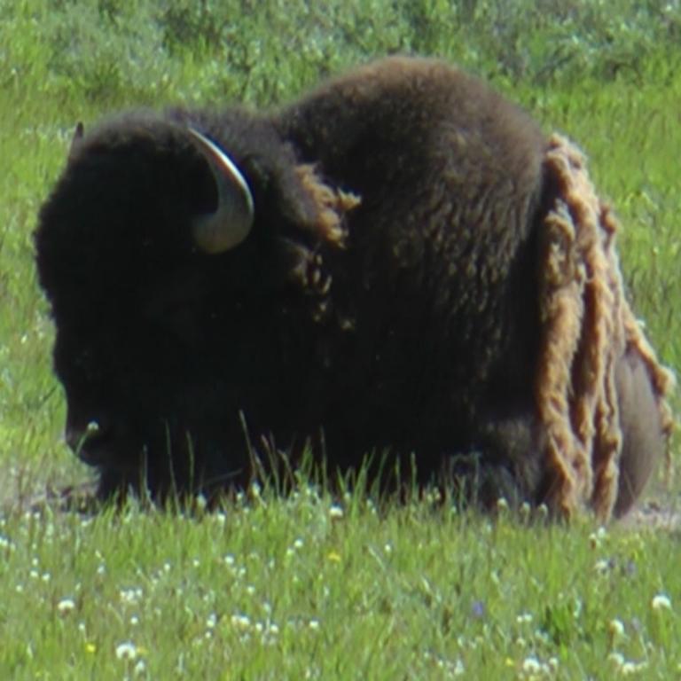 Ein schwarzer Bison steht in einer großen Wiese mit grünem Gras und kleinen weißen Blumen.