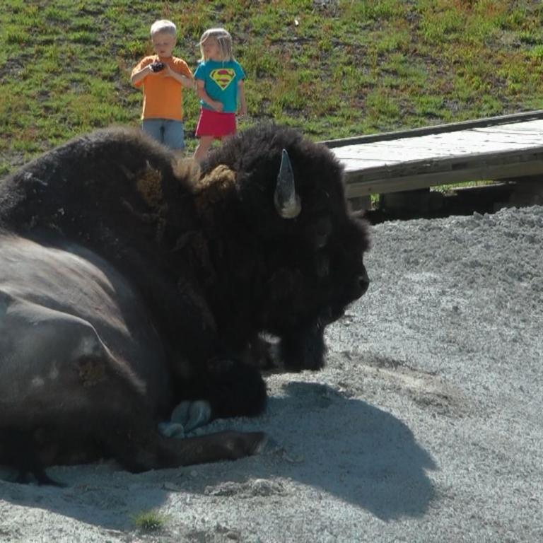 Ein großer schwarzer Bär liegt auf einem Kiesbett, während im Hintergrund drei Kinder auf einem Holzsteg stehen und ihn beobachten.