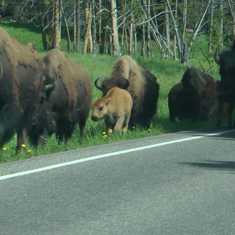 Eine Herde großer Bisons marschiert auf einer Straße durch eine Waldlandschaft.