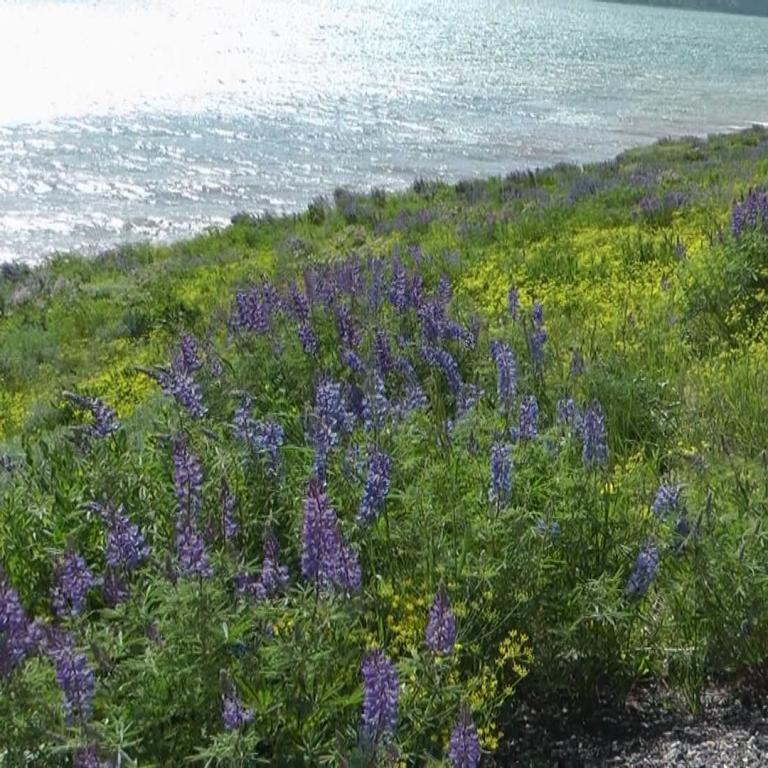 Eine grüne Küstenlandschaft mit blühenden violetten Pflanzen und einem hellen Meer im Hintergrund.