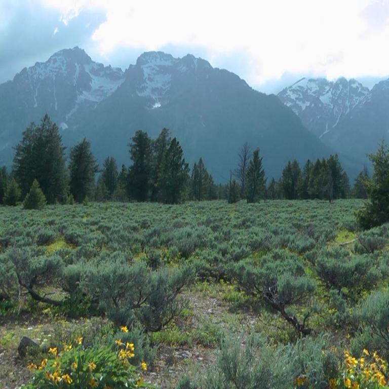 Ein Panorama einer Buschlandschaft mit gelben Blumen im Vordergrund, hinter der eine Reihe von Bäumen und majestätische, schneebedeckte Bergketten unt