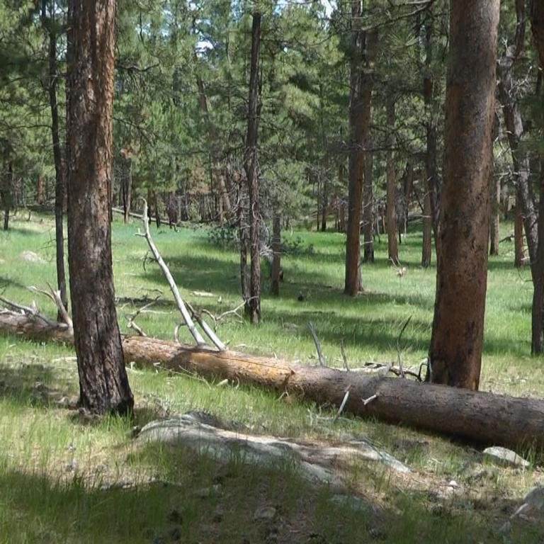 Ein Nadelwald mit hohen Bäumen, einem querliegenden Baumstamm im Vordergrund und grüner Grasbedeckung.