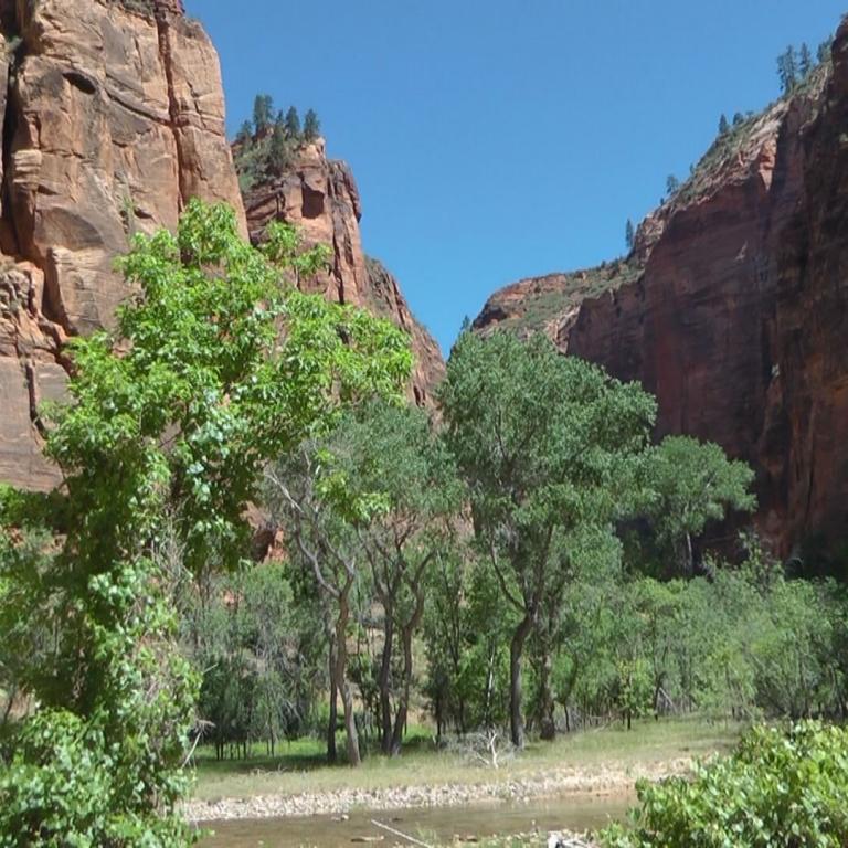 Ein Canyon mit steilen roten Klippen und dichtem grünen Wald im Vordergrund