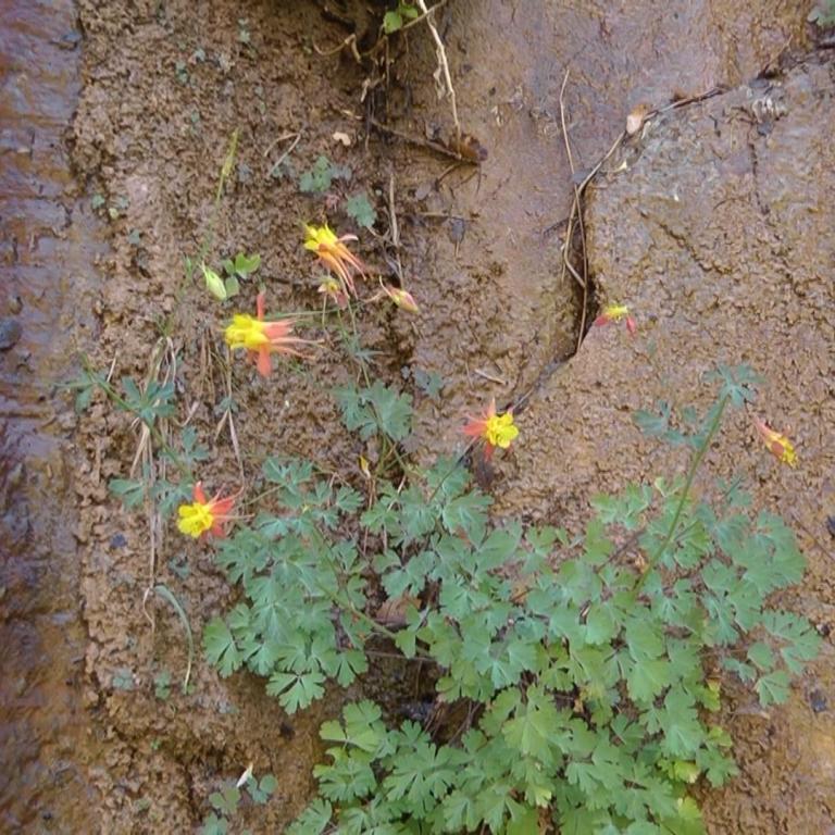 Eine felsige Wand mit einem Wasserlauf und grüner Vegetation.