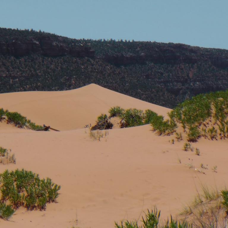 Sanddünen mit niedrigem Buschwerk vor einem dunklen, bewaldeten Berghang
