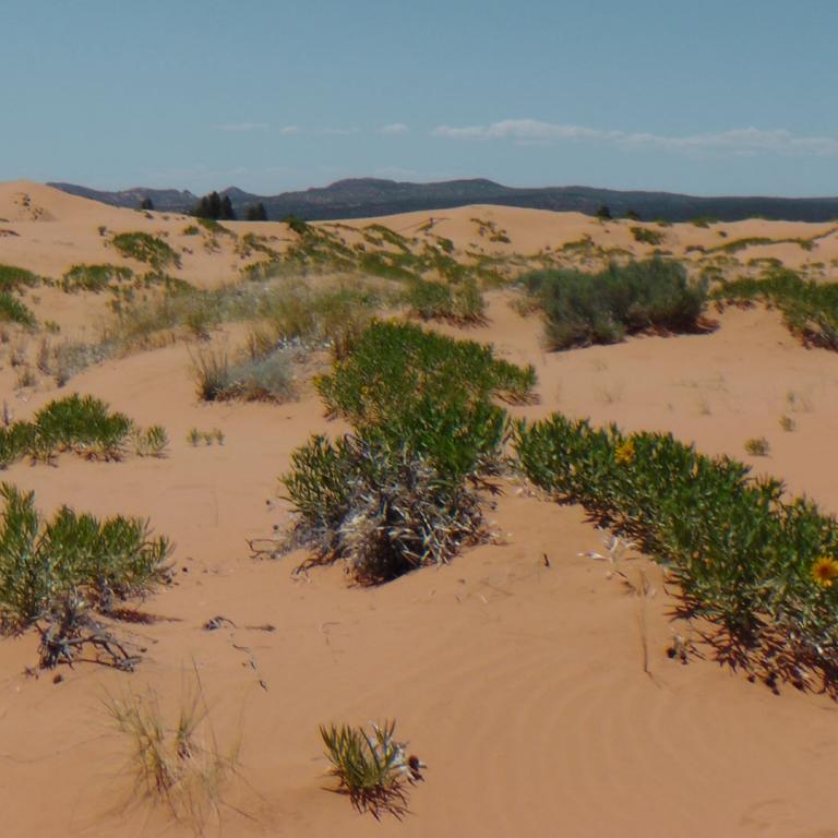 Eine weite Dünenlandschaft mit niedriger Buschvegetation unter blauem Himmel.