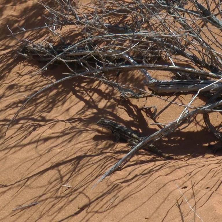 Trockenes Gebüsh liegt auf sandigem Boden und wirft lange, deutliche Schatten.