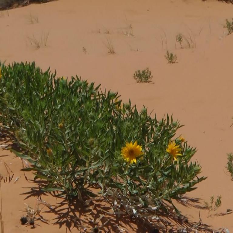 Eine Ansammlung grüner Büsche mit gelben Blumen wächst auf einer weiten Sanddüne.